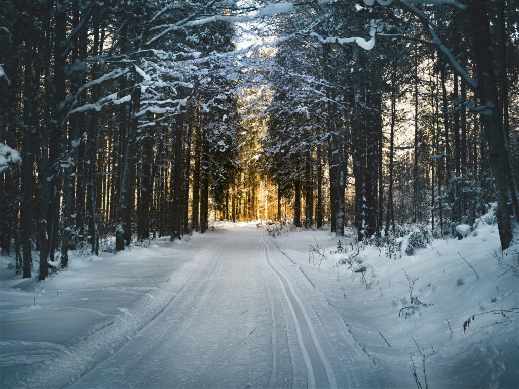 Gesneeuwd gebied in een bos