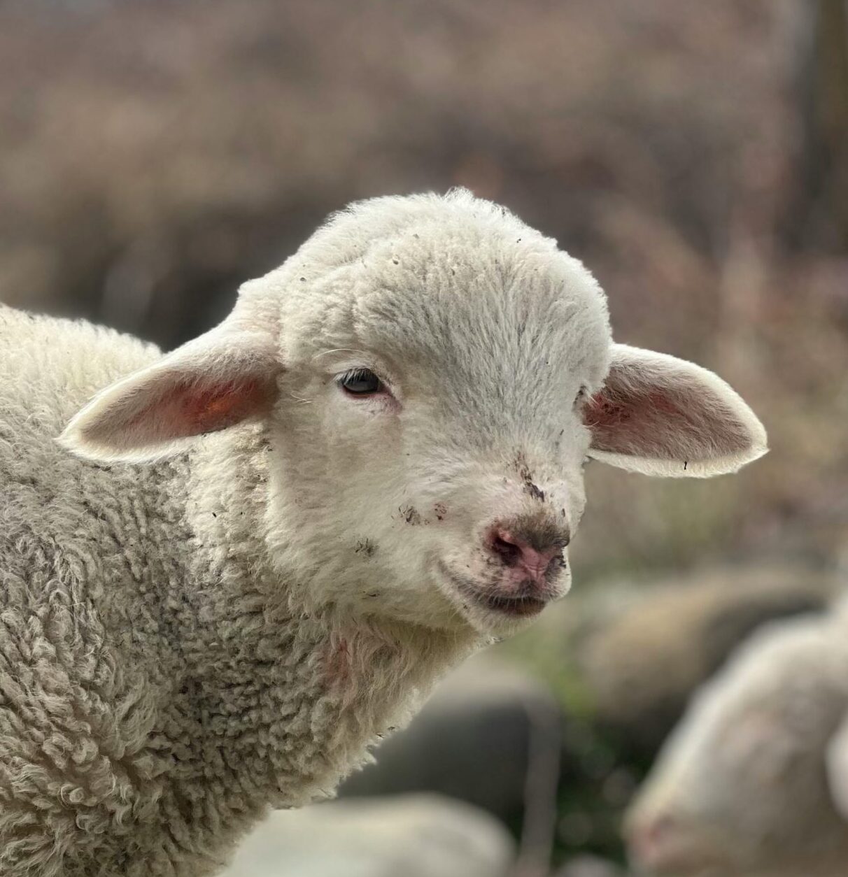 Schaap kijk naar rechts