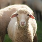 Twee schapen, 1 duidelijk op de voorgrond en het tweede schaap deels in beeld op de achtergrond