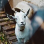 Lammetje kijk in de cameralens